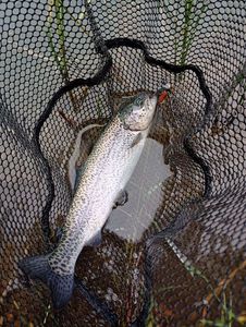 Rainbow Trout