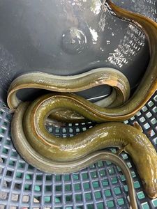 European Eel (Common Eel)