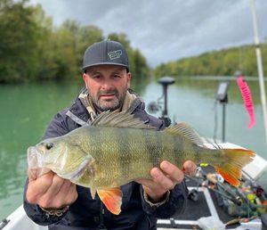 European Perch, gefangen von Xavier Miallion