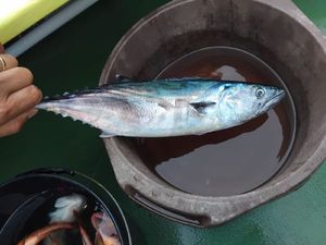 Bonite à Ventre Rayé