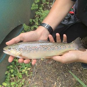 Brown Trout