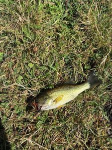 Smallmouth Bass
