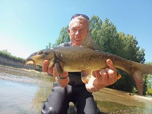 Barbel