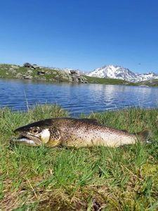 Brown Trout