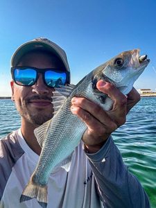 European Bass (Seabass)