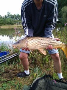 Common Carp