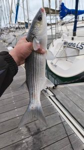 Thicklip Grey Mullet