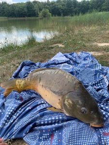 Leather Carp