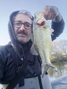 Largemouth Bass