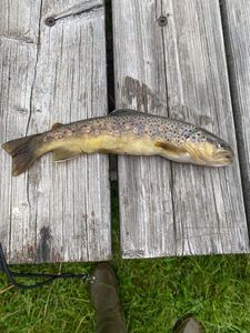 Brown Trout