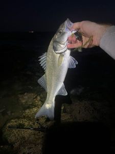 European Bass (Seabass)