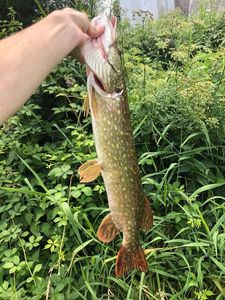 Northern Pike