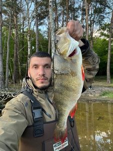 European Perch