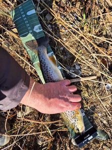 Brown Trout
