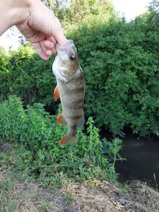 European Perch
