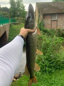 Northern Pike