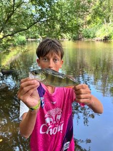 Yellow Perch