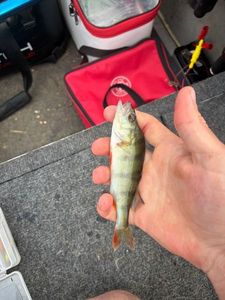 European Perch