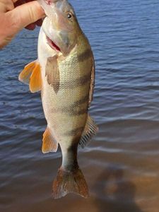 European Perch