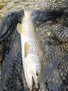 Brown Trout