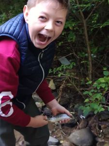 Brown Trout