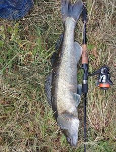 Zander