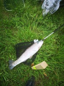 Rainbow Trout