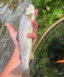 Brown Trout