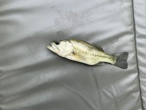 Smallmouth Bass
