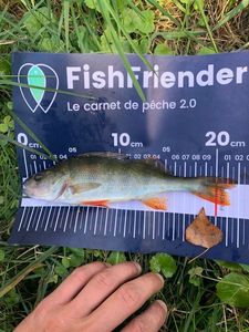 European Perch