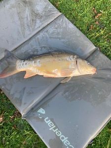 Leather Carp