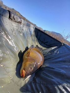 Tench