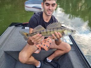 Zander