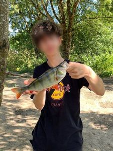 European Perch