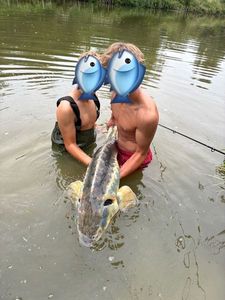Sturgeon
