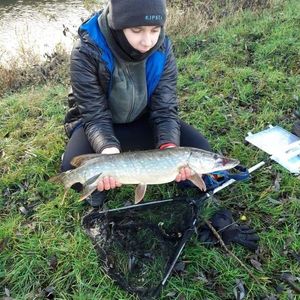 Northern Pike