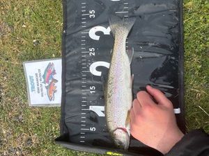 Rainbow Trout
