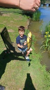 Black Bullhead