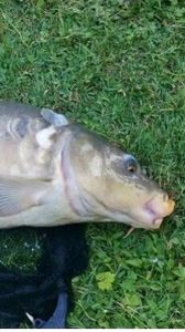 Leather Carp