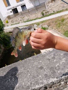 European Perch