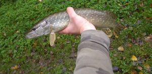 Northern Pike