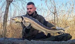 Dabry's Sturgeon