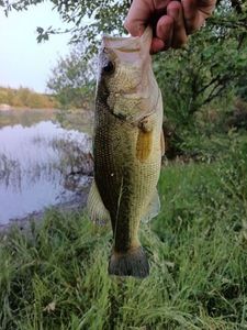 Largemouth Bass
