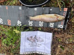 Brown Trout