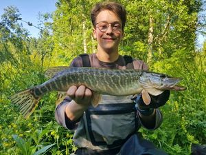 Northern Pike
