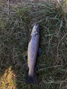 Brown Trout