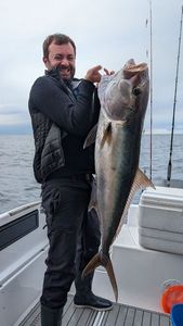 Greater Amberjack