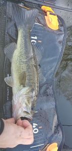 Largemouth Bass