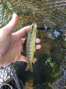 Brown Trout