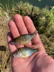 Green Sunfish